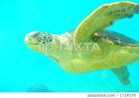 Turtle turtle swimming in the aquarium to the left 1714570