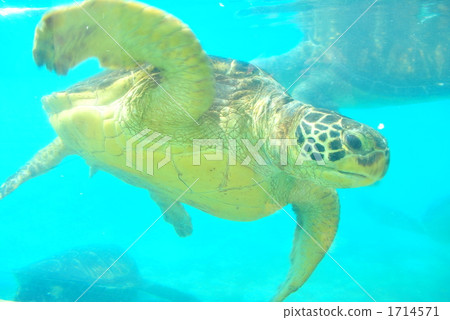 Aquarium sea turtle 1714571