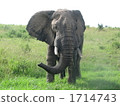非洲肯尼亞野生動 1714743