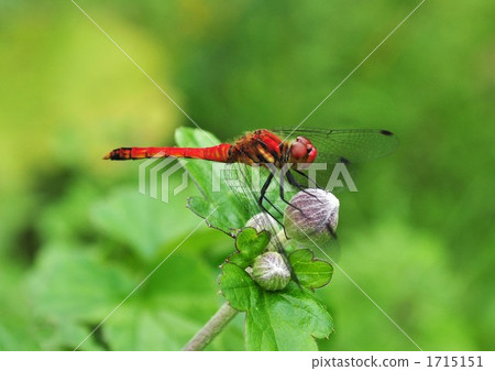 紅蜻蜓 1715151