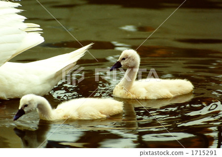 baby bird, pond, lagoon 1715291
