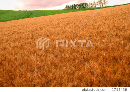 Biei · hill of red bean 1715436