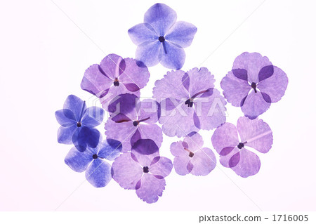 Pressed flower Pressed flower 1716005