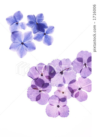 壓花 壓花 1716006