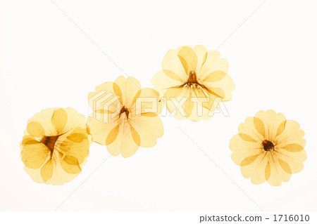 Pressed flower Pressed flower 1716010