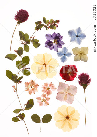 壓花 壓花 1716021