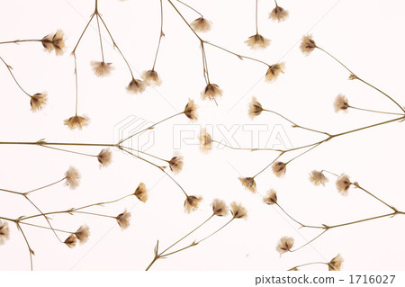 Pressed flower 1716027