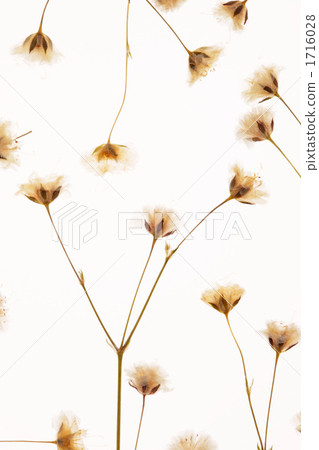 Pressed flower 1716028