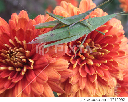 Parent and child grasshopper 1716092