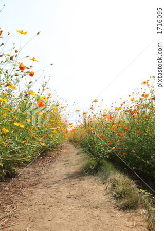 Yellow flower Cosmos bloom path 1716095