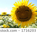 Yamanashi prefecture Hokuto city smile sunflower 1716203