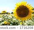 Yamanashi prefecture Hokuto city smile sunflower 1716208