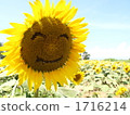 Yamanashi prefecture Hokuto city smile sunflower (variation) 1716214