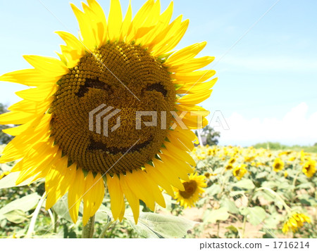 Yamanashi prefecture Hokuto city smile sunflower (variation) 1716214