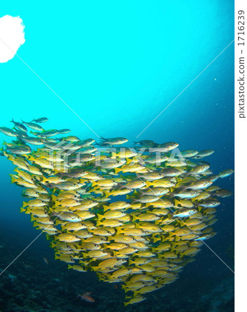 Collective behavior 1716239