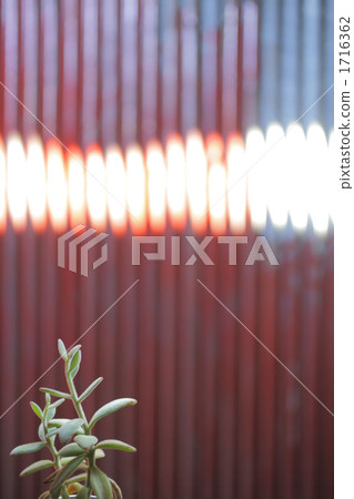 肉質植物 木材背景 紋理 1716362