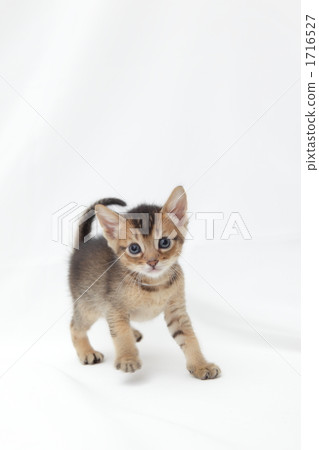 採取姿勢的孟加拉小貓 1716527