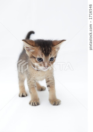 認為俯視的孟加拉小貓 認為俯視的孟加拉小貓 1716546