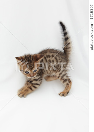 有威脅的姿勢的一隻小貓 1716595