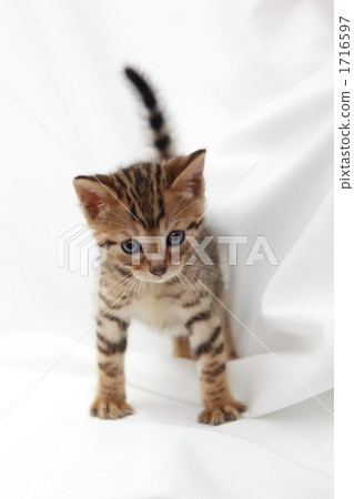 Standing Standing Bengal 1716597