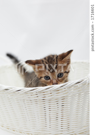 小貓從籃子裡面問國家 1716601