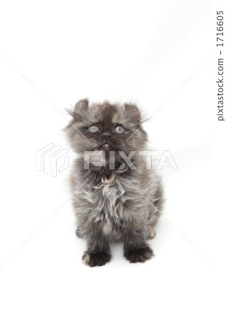 與模糊的面孔的模糊的小貓 1716605