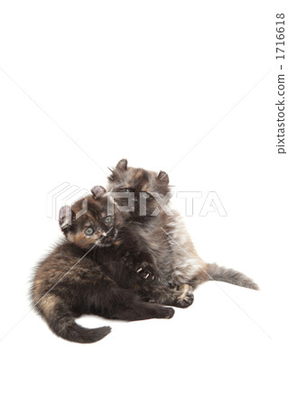 Kittens to look at with two Kittens to look at with two 1716618