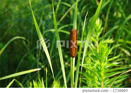 Ear of the Gama 1716665