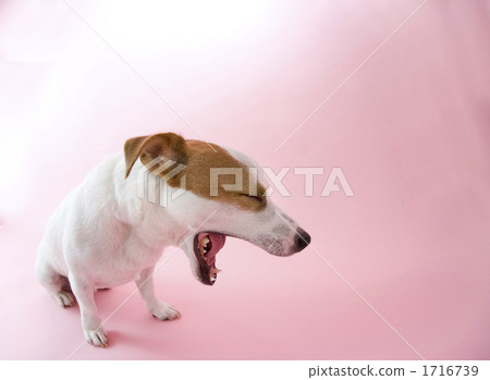 jack russell terrier, jack russell, yawning 1716739
