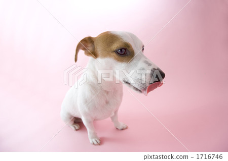 tongue, Humorist, fullbody 1716746