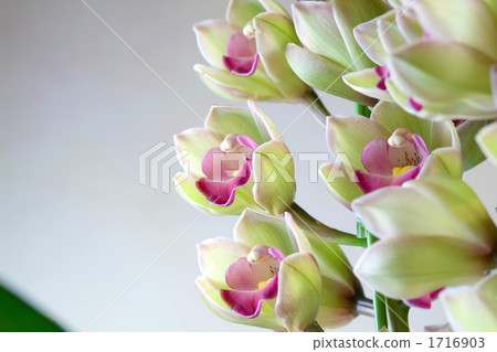Cymbidium 1716903