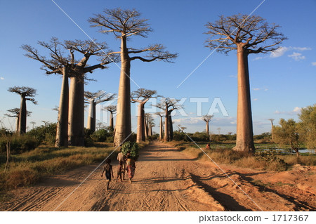Baobab row of trees 1717367