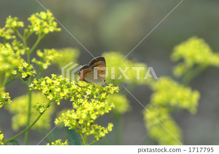 golden lace, blank expression, common copper 1717795