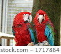 parrot, macaw, macaws 1717864