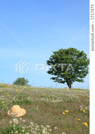 山樹和帽子 1717875