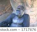 terrestrial animal, gorilla, gorillas 1717876