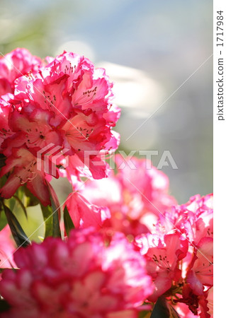 Rhododendron 1717984