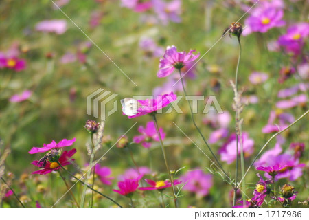 hashima city, fallow field, cosmos field 1717986