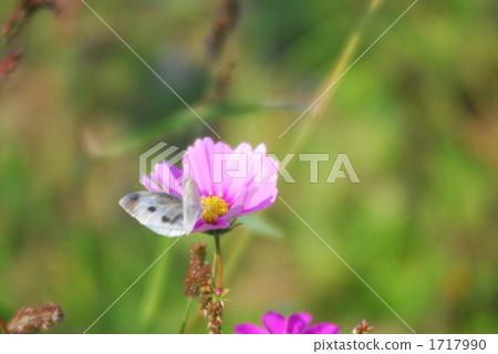 field, farm, cosmos field 1717990