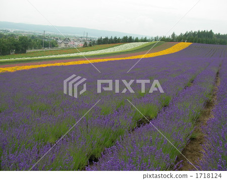 Biei lavender field Biei lavender field 1718124