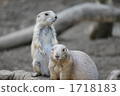 terrestrial animal, prairie dog, prairie dogs 1718183