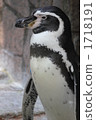 humboldt penguin, avian, penguin 1718191
