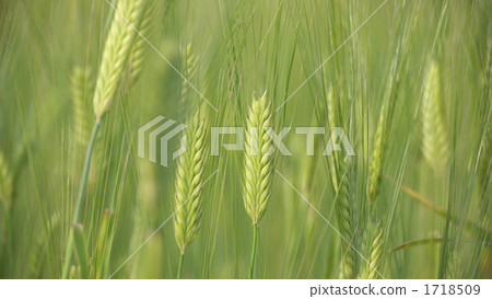 Ears of two-row barley Ears of two-row barley 1718509
