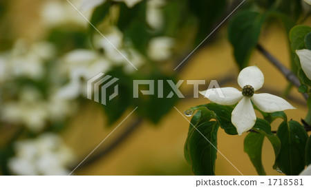 Pokeweed flower Pokeweed flower 1718581