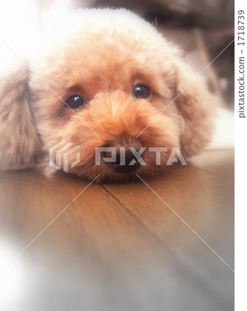 狗 狗 1718739