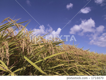 秋天稻田 1718870