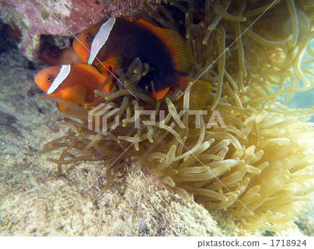 魚 小丑魚 共棲 1718924