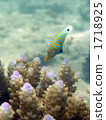 海洋動物 馬面魚 魚 1718925