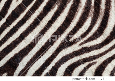 Zebra pattern 1719000