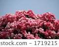 Pink roses 1719215